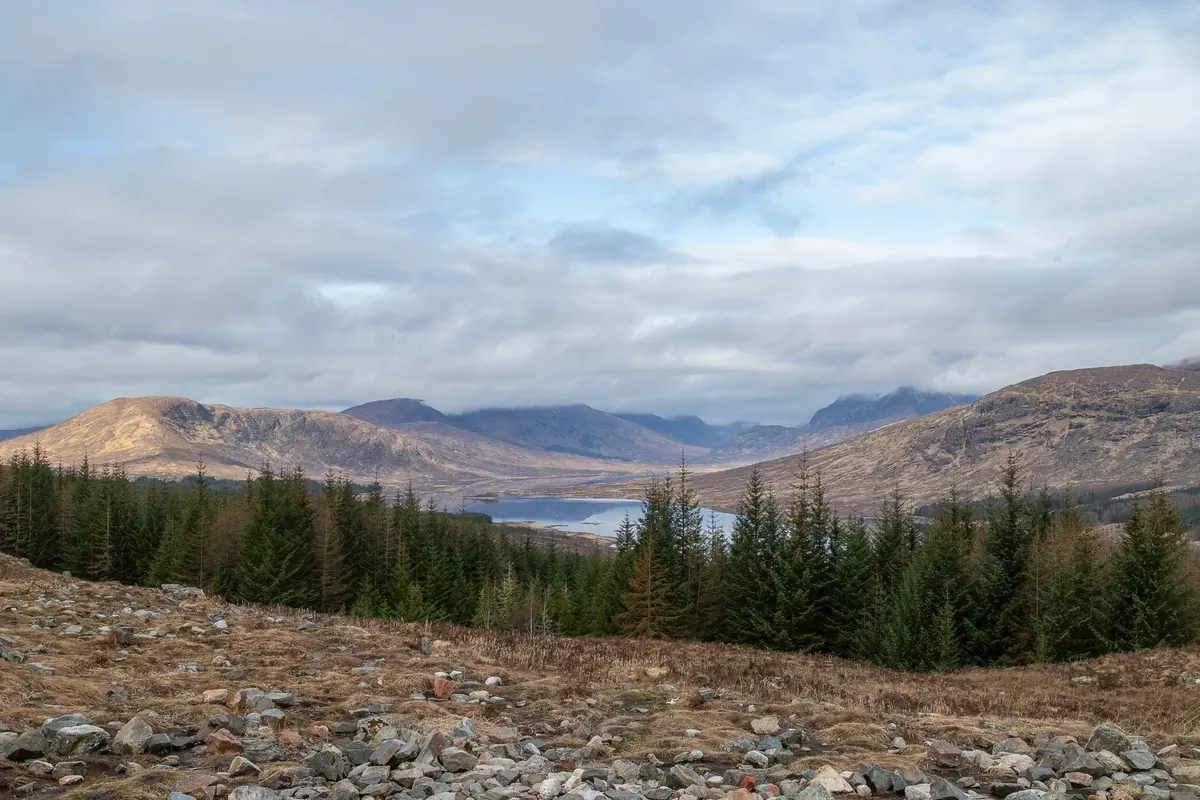 Caledonian Pinewoods: Why Scotland's Ancient Forests Matter