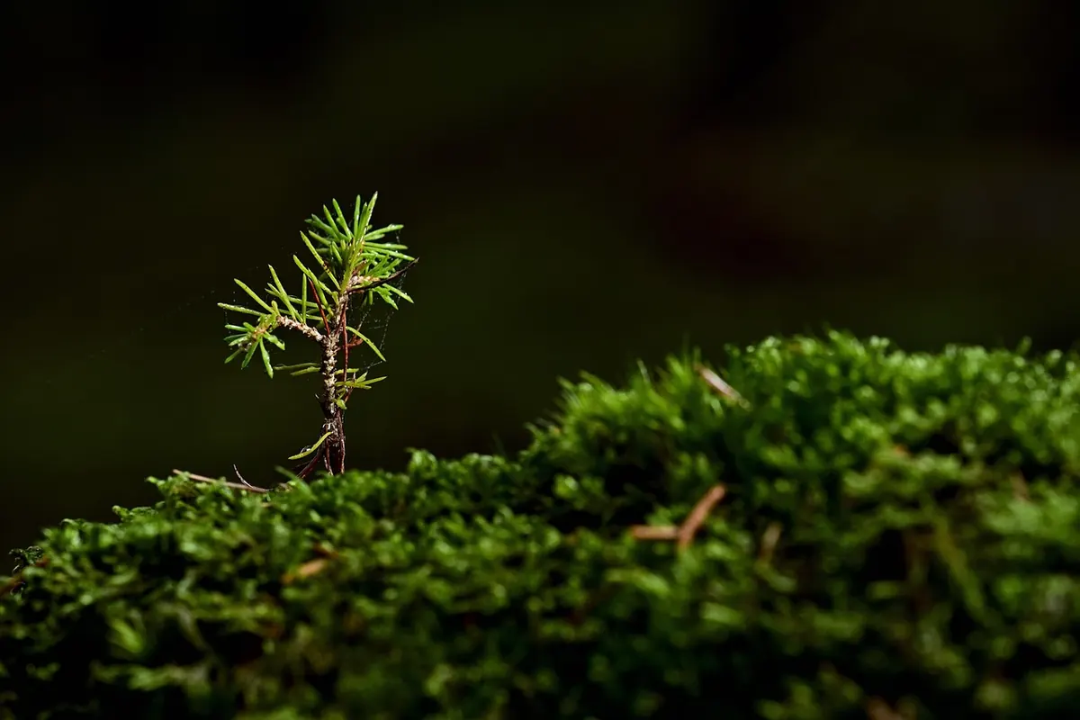 How to Plant a Scots Pine in Your Garden: A Step-by-Step Guide