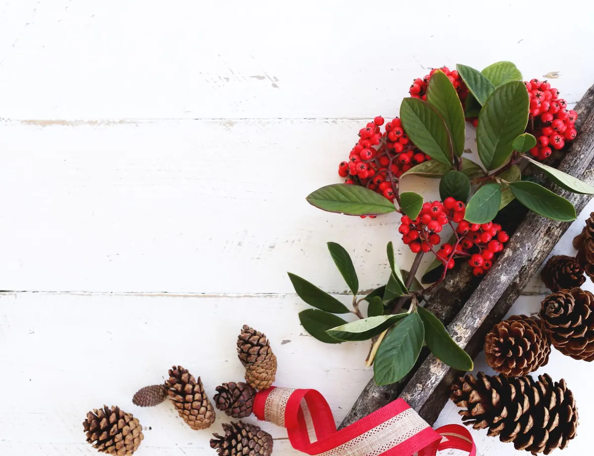 Pine or Fir? A Beginner's Guide to Identifying Common Conifers