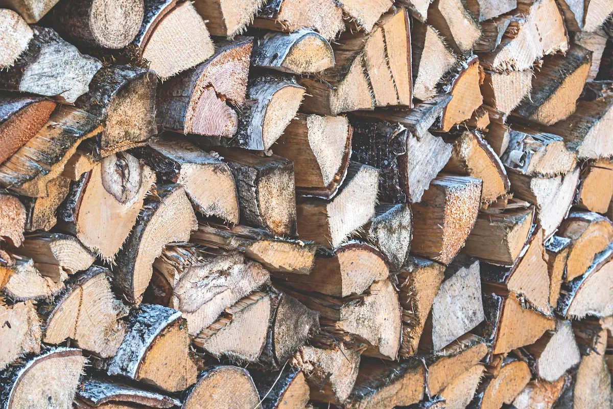 Pine Timber in British Forestry: Softwood Uses from Construction to Furniture