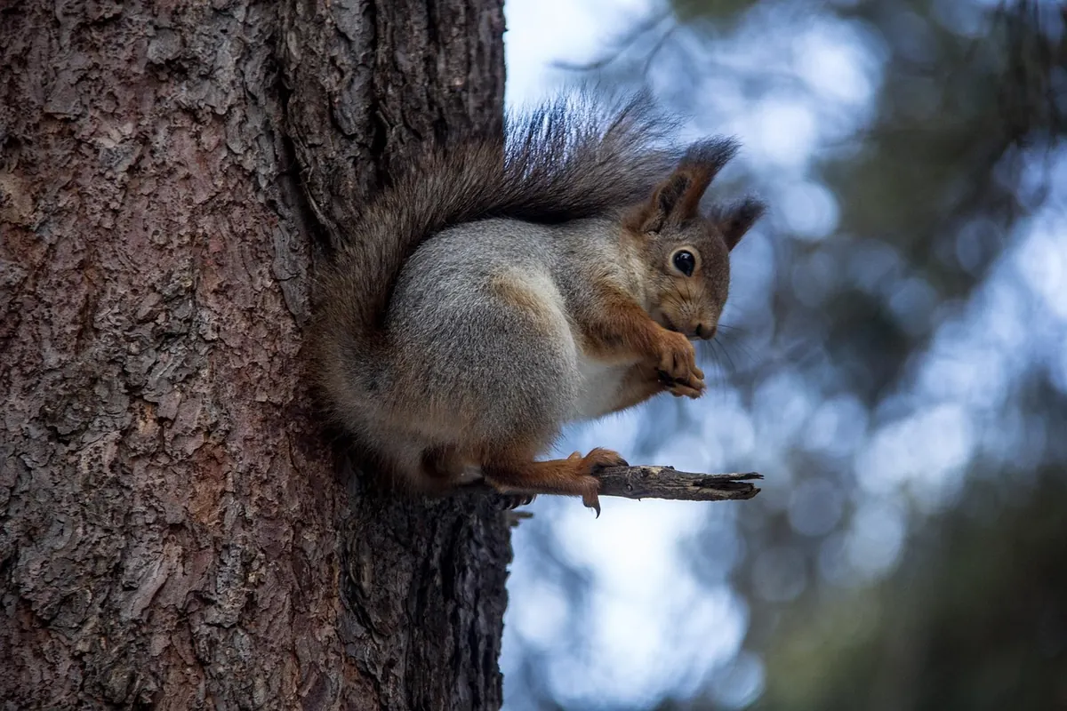 Wildlife in Pine Woods: 10 Species to Look For in the UK